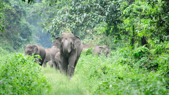 Rajaji N-Park Cleanup 11-Nov-22